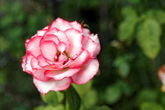Rose in the Wilderness a Nicole Rose focused against a blurred background